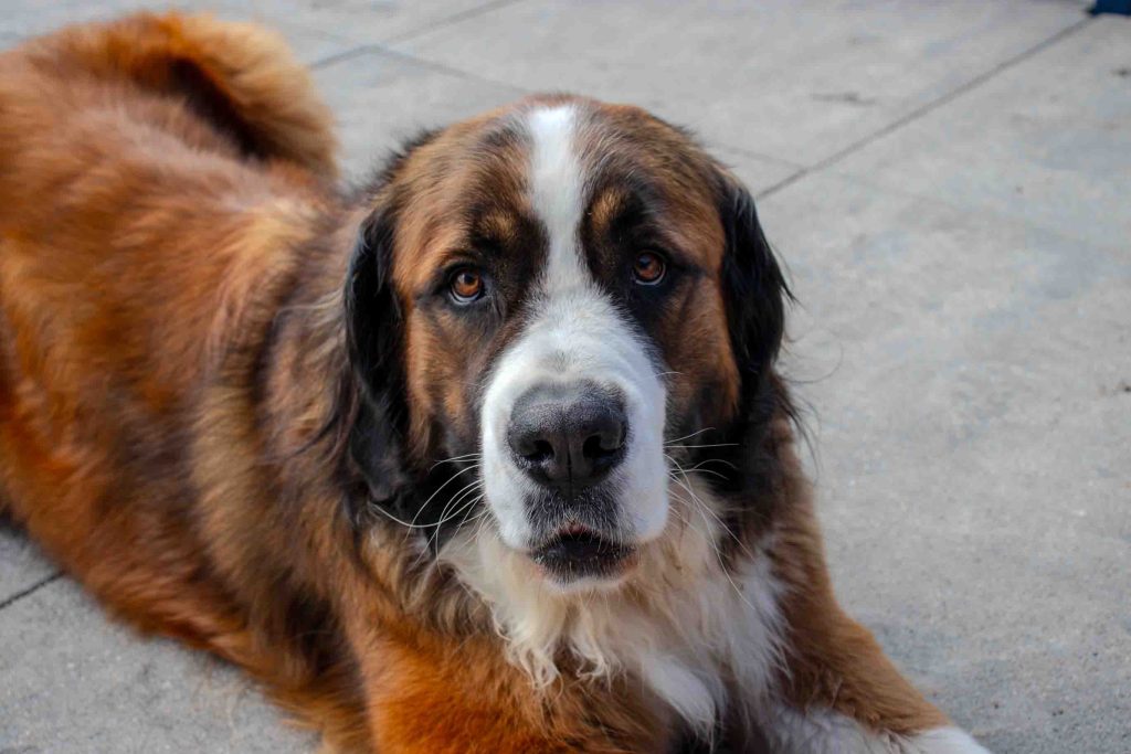 Hond van de eigenaar van het zwembad bij de bouwplaats